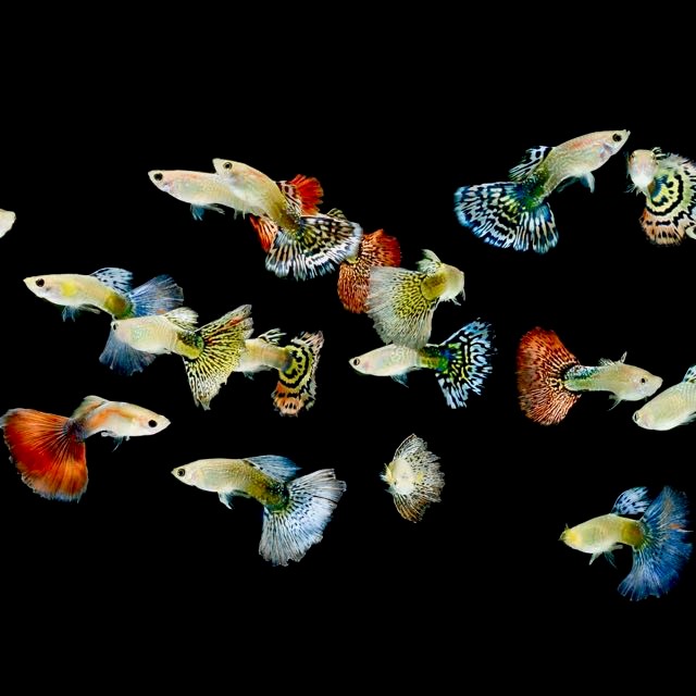 Guppy